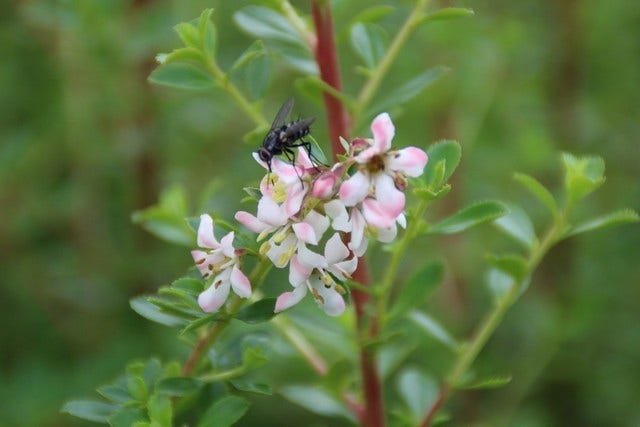  Escallonia (Escallonia 'Donard Seedling')