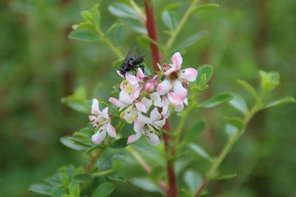  Escallonia (Escallonia 'Donard Seedling')