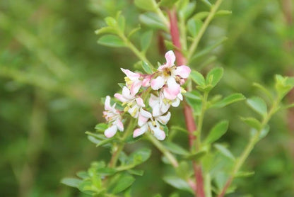  Escallonia (Escallonia 'Donard Seedling')