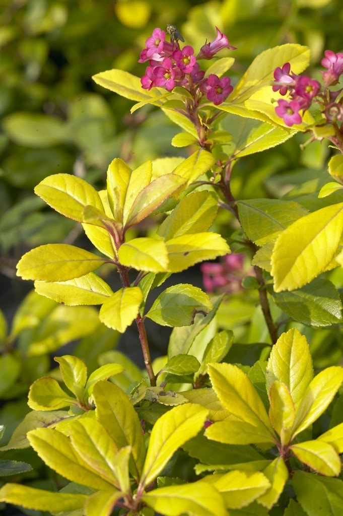  Escallonia (Escallonia 'Gold Ellen')