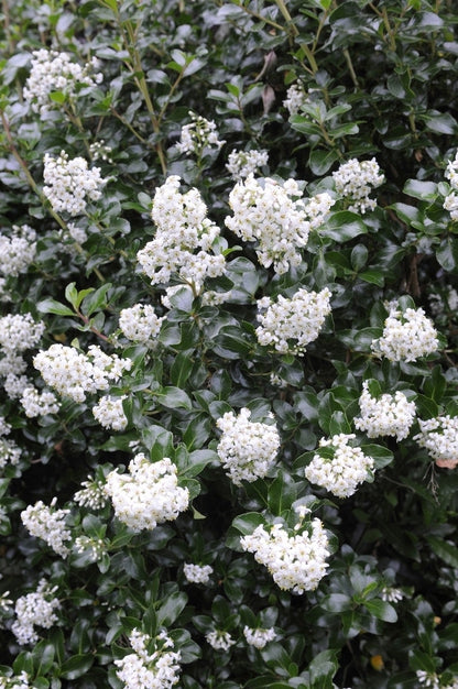 Escallonia (Escallonia 'Iveyi')