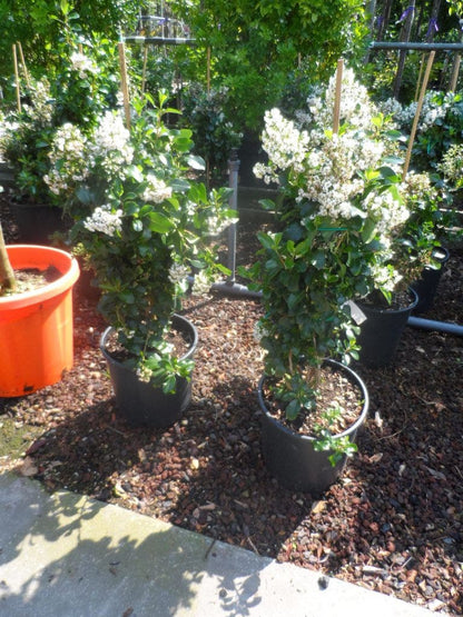  Escallonia (Escallonia 'Iveyi')