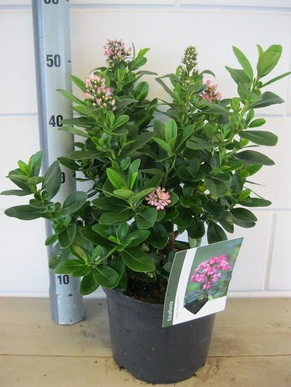  Escallonia (Escallonia 'Pink Elle')