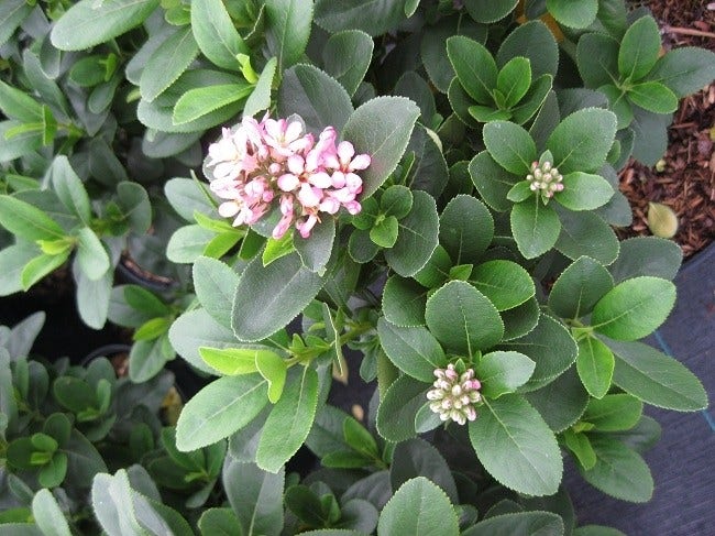  Escallonia (Escallonia 'Pink Elle')