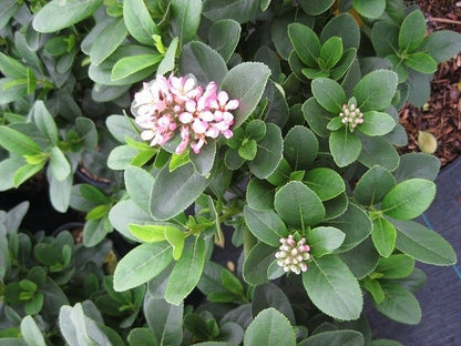  Escallonia (Escallonia 'Pink Elle')