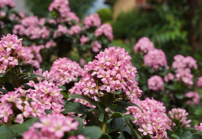  Escallonia (Escallonia 'Pink Elle')