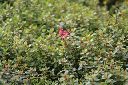  Escallonia (Escallonia 'Red Dream')