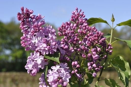  Sering (Syringa Vulgaris Hyacinthiflora 'Esther Staley')