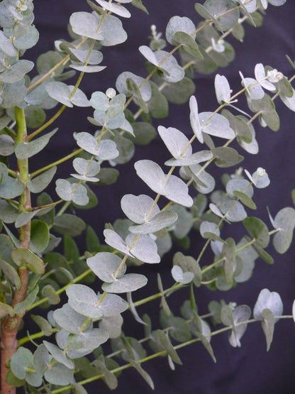  Winterharde Eucalyptus (Eucalyptus Gunnii 'Azura')