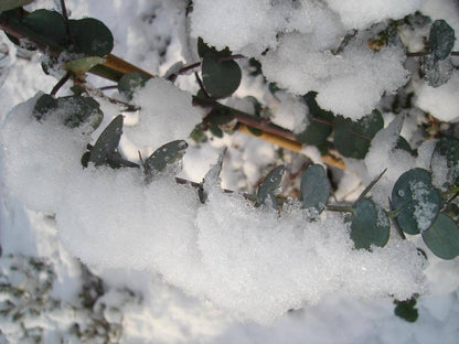  Winterharde Eucalyptus (Eucalyptus Gunnii 'Azura')