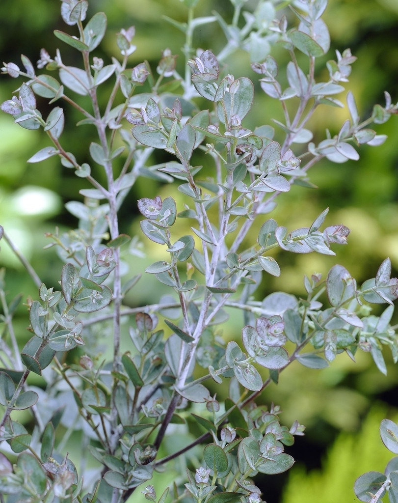  Eucalyptus Op Stam (Eucalyptus Gunnii)
