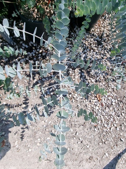 Gomboom (Eucalyptus Pulverulenta 'Baby Blue')
