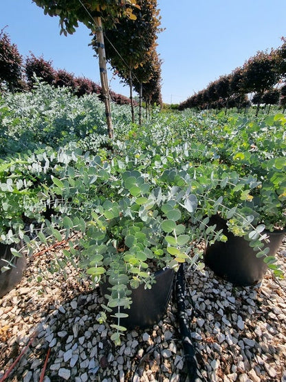  Gomboom (Eucalyptus Pulverulenta 'Baby Blue')