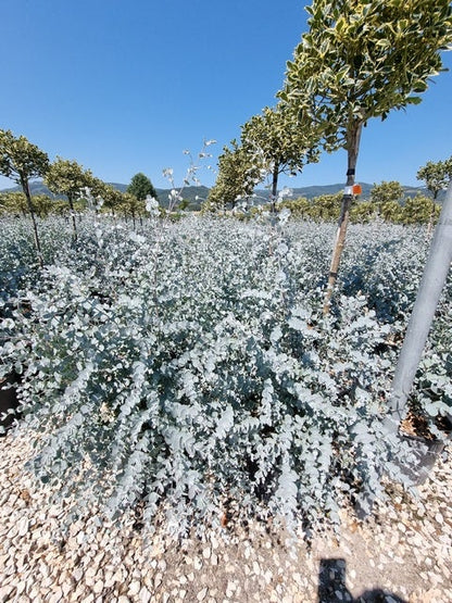  Gomboom (Eucalyptus Pulverulenta 'Baby Blue')