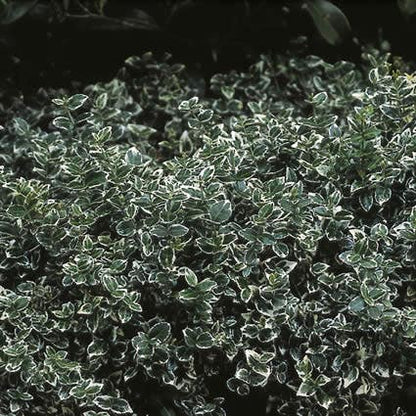  Kardinaalsmuts (Euonymus Fortunei 'Emerald Gaiety')