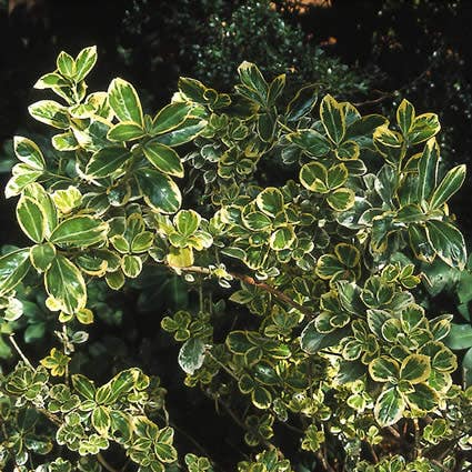  Kardinaalsmuts (Euonymus Japonicus 'Albomarginatus')