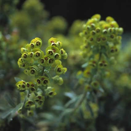  Wolfsmelk (Euphorbia Martinii)