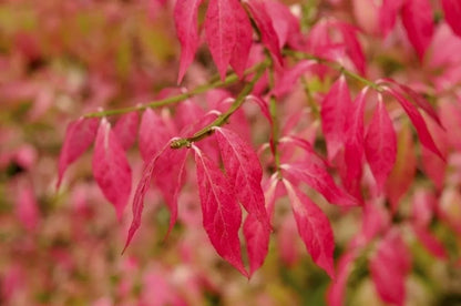  Kardinaalshoed Als Boom (Euonymus Alatus)