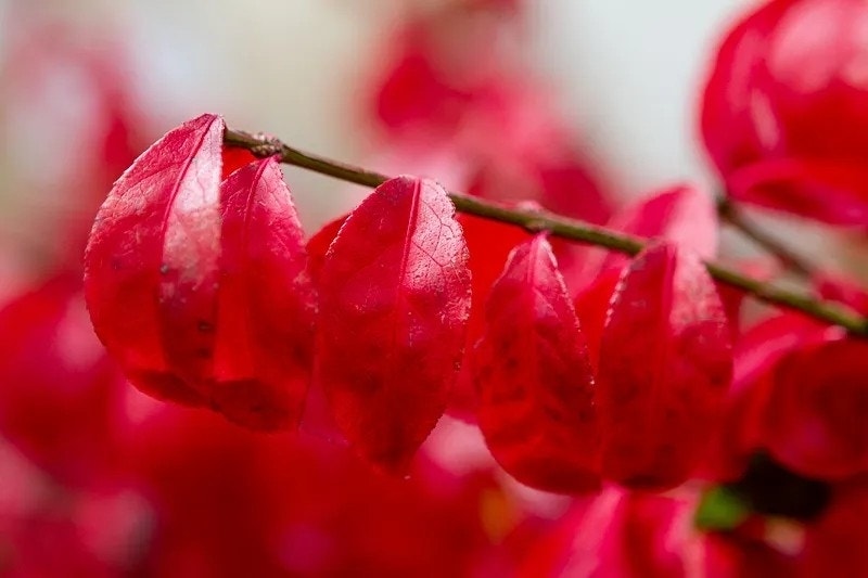  Kardinaalshoed Als Boom (Euonymus Alatus)