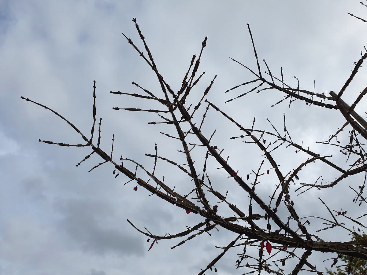  Kardinaalshoed Als Boom (Euonymus Alatus)