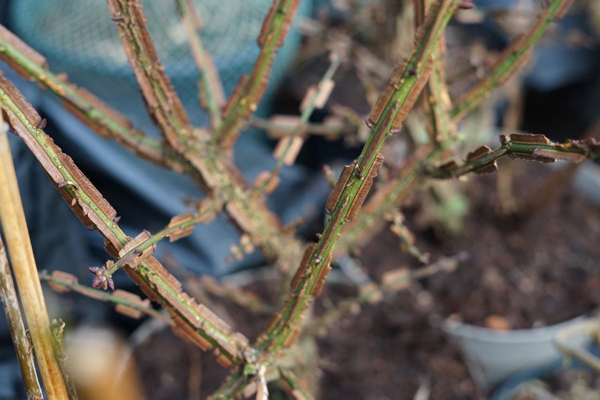  Meerstammige Kardinaalshoed (Euonymus Alatus)
