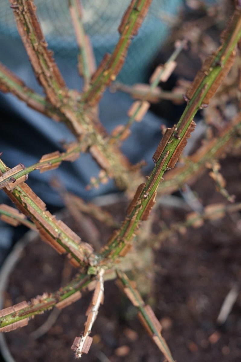  Meerstammige Kardinaalshoed (Euonymus Alatus)