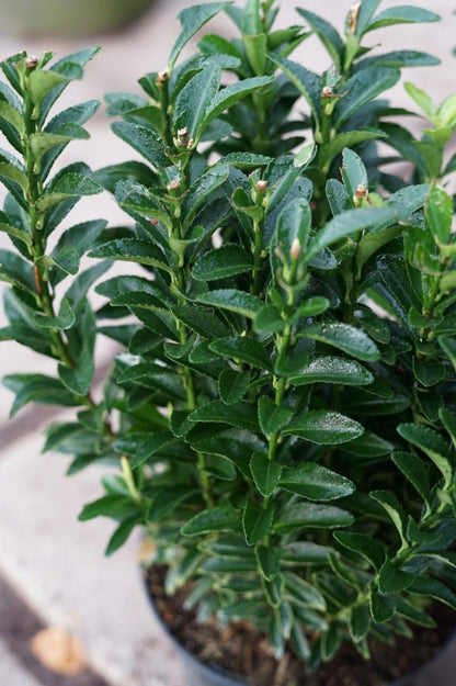  Kardinaalshoed (Euonymus Jap. 'Francien')