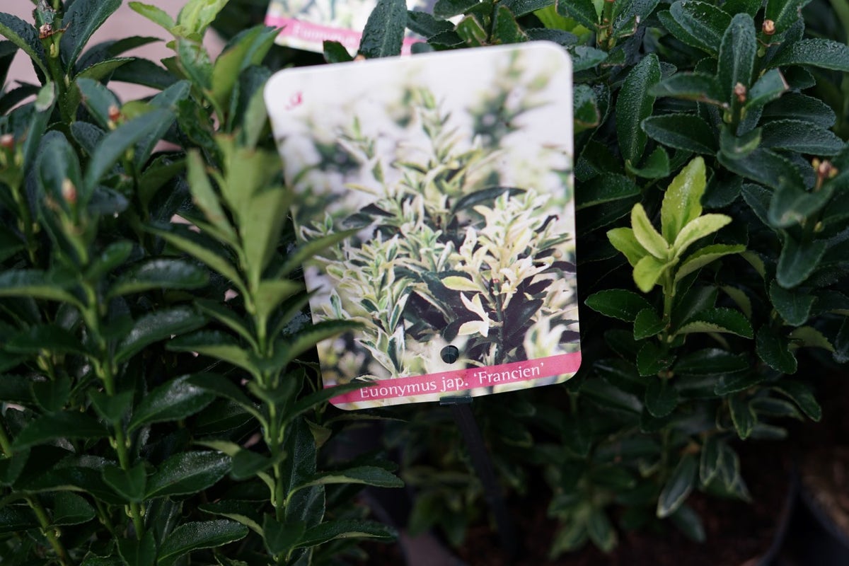  Kardinaalshoed (Euonymus Jap. 'Francien')