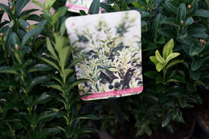  Kardinaalshoed (Euonymus Jap. 'Francien')