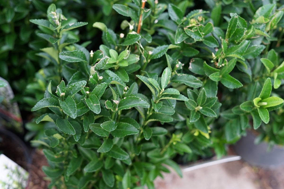  Kardinaalshoed (Euonymus Japonicus 'Green Spire')