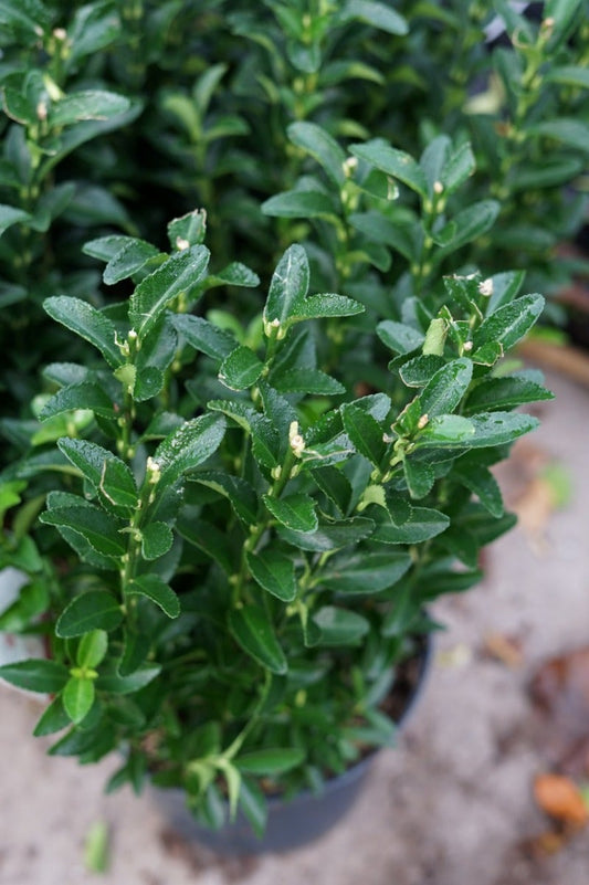  Kardinaalshoed (Euonymus Japonicus 'Green Spire')