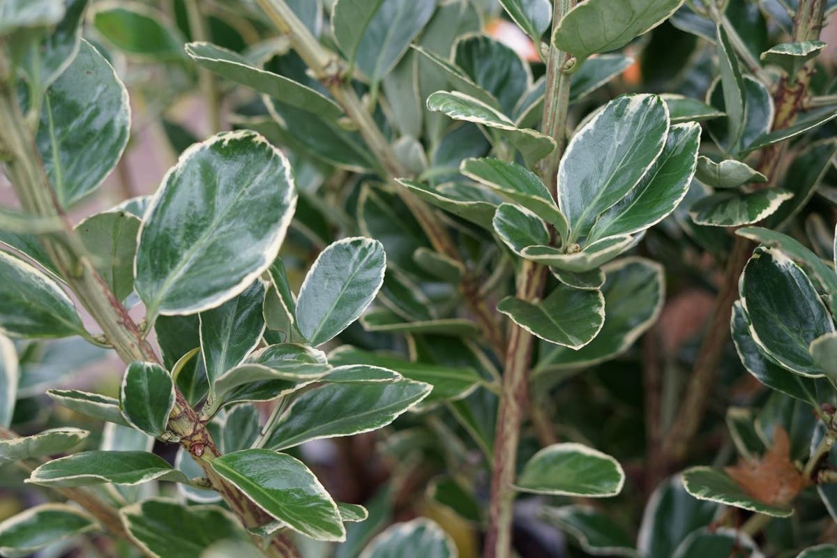  Kardinaalsmuts (Euonymus Japonicus 'Albomarginatus')