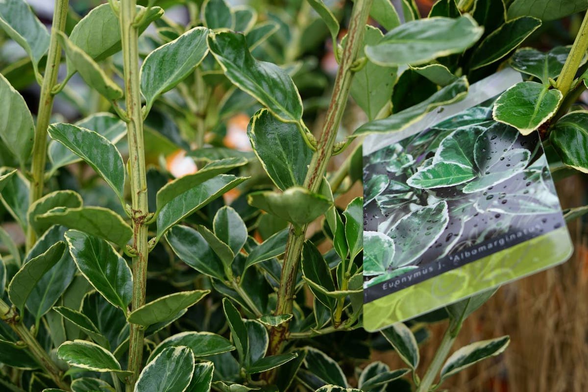  Kardinaalsmuts (Euonymus Japonicus 'Albomarginatus')