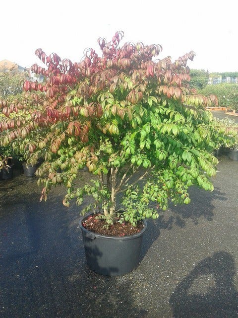  Kardinaalshoed (Euonymus Alatus 'Compactus')
