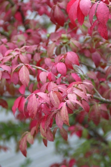  Kardinaalshoed (Euonymus Alatus 'Compactus')