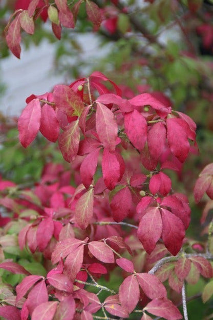  Kardinaalshoed (Euonymus Alatus 'Compactus')