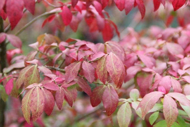  Kardinaalshoed (Euonymus Alatus 'Compactus')
