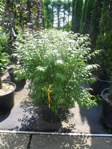  Kardinaalshoed (Euonymus Alatus 'Compactus')