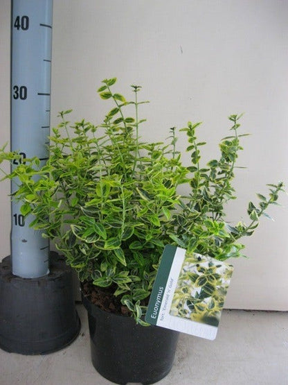  Kardinaalsmuts (Euonymus Fortunei 'Emerald 'n Gold')