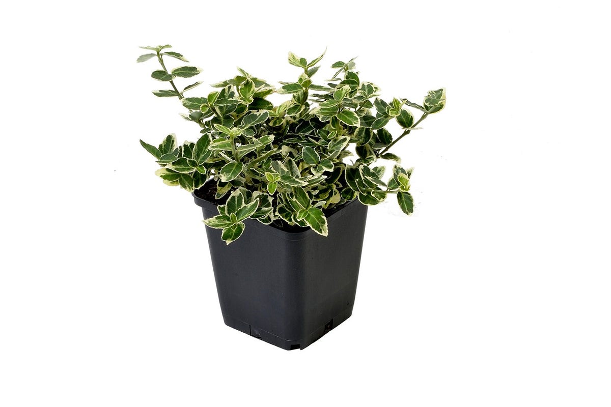  Kardinaalsmuts (Euonymus Fortunei 'Emerald Gaiety')