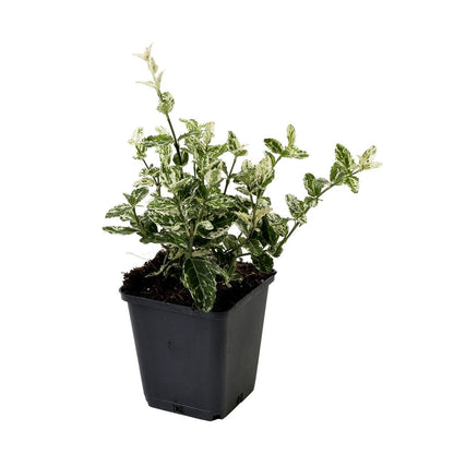  Kardinaalsmuts (Euonymus Fortunei 'Harlequin')