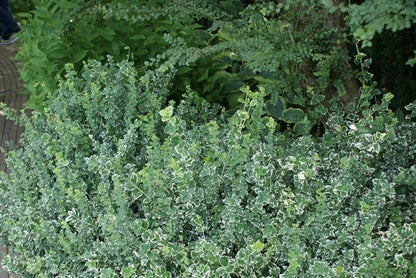  Kardinaalsmuts (Euonymus Fortunei 'Emerald Gaiety')