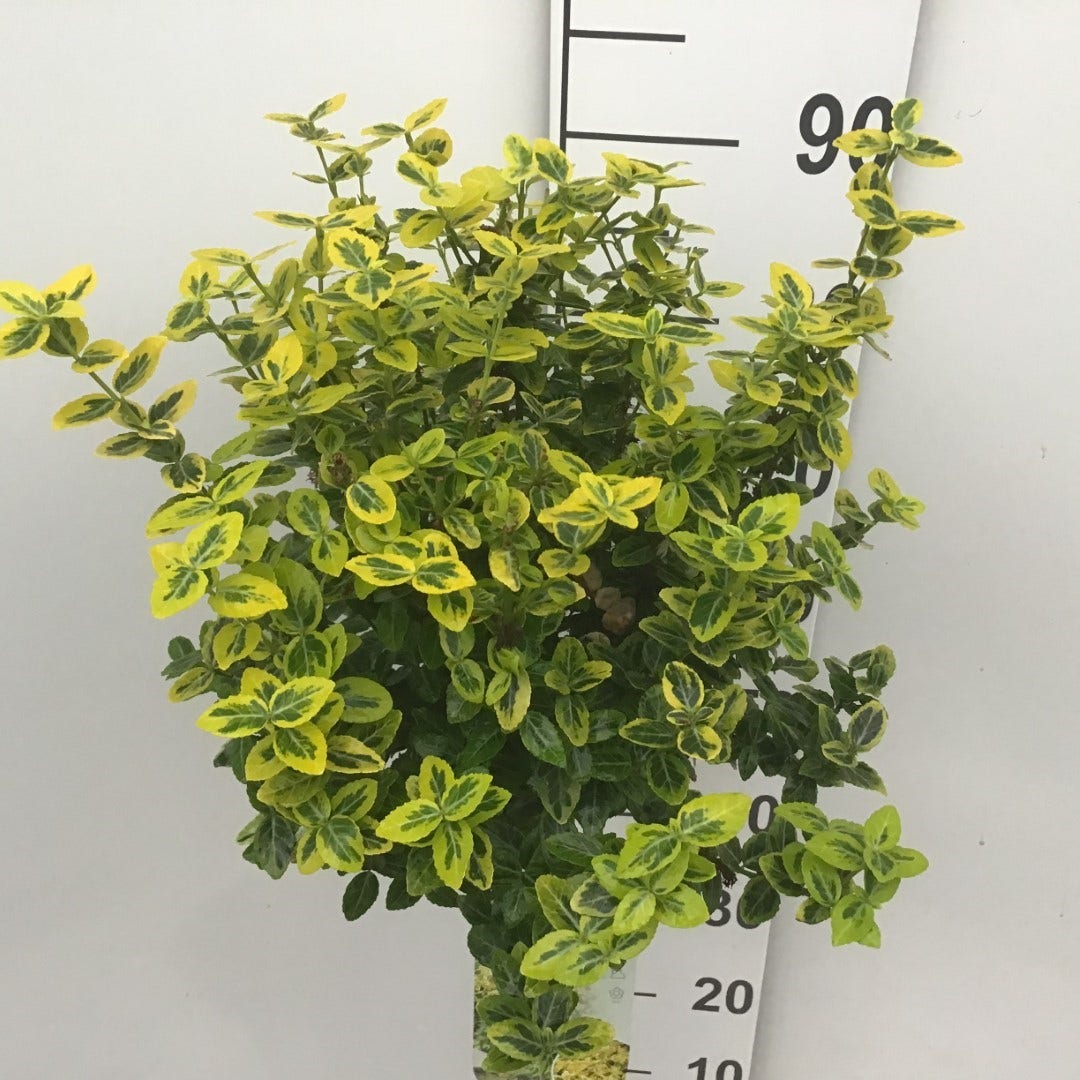  Kardinaalsmuts (Euonymus Fortunei 'Emerald 'n Gold') Op Stam