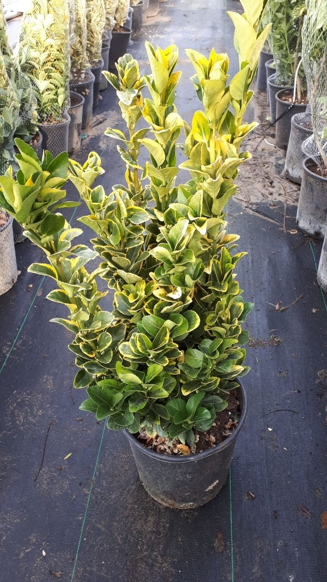  Kardinaalshoed (Euonymus Japonicus 'Aureus')