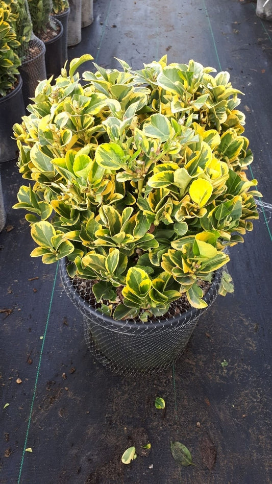  Kardinaalshoed Als Bol (Euonymus Japonicus 'Aureus')