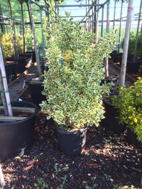  Kardinaalshoed (Euonymus Japonicus 'Bravo')