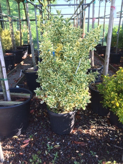  Kardinaalshoed (Euonymus Japonicus 'Bravo')