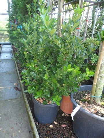  Kardinaalsmuts (Euonymus Japonicus)