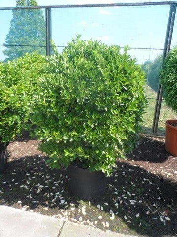  Kardinaalsmuts (Euonymus Japonicus)