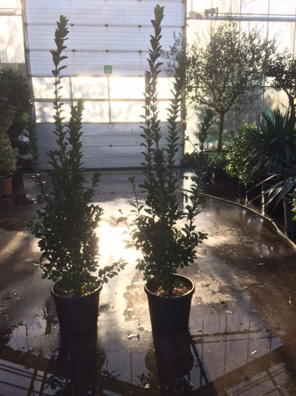  Kardinaalsmuts (Euonymus Japonicus)